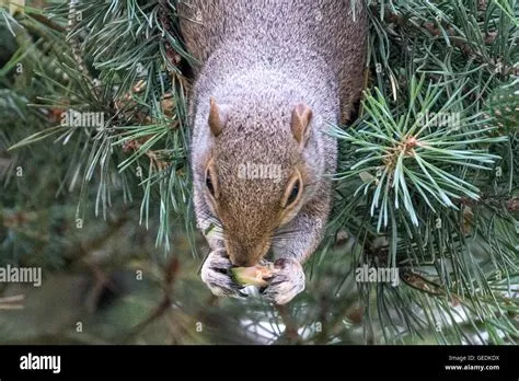 Eat pine cones hi-res stock photography and images - Alamy