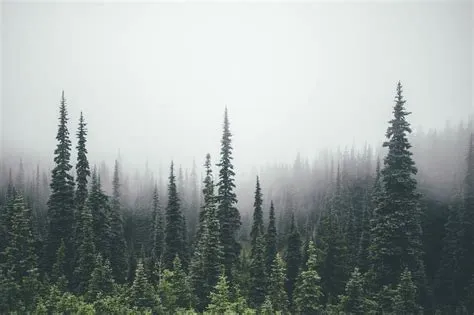 Pine Forest Wallpapers