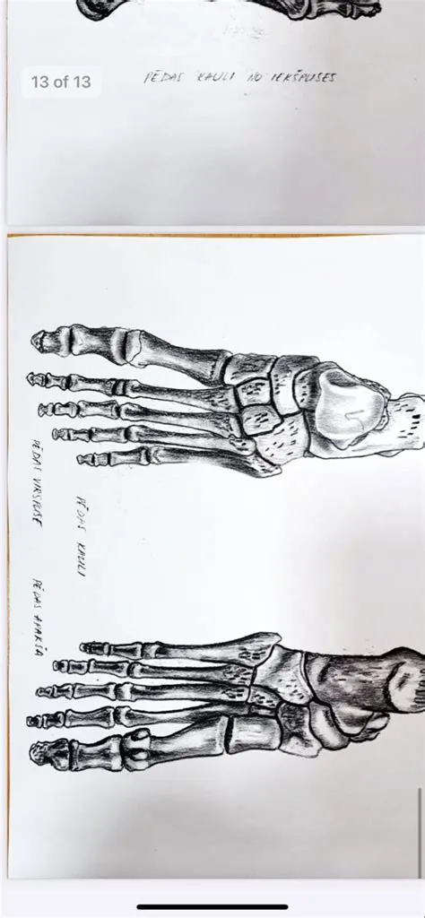 by Vaticajsa on Anatomija