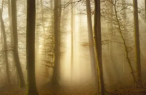 Fall Wall Murals | Limitless Walls - Wall Design Blog