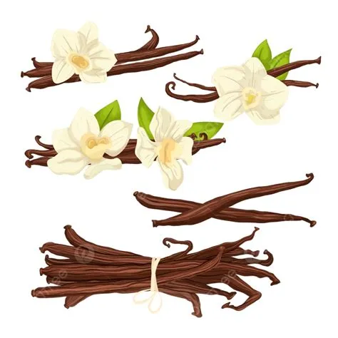 Vetor De Flor De Baunilha 47 Vanilla Botanical Illustration High Res