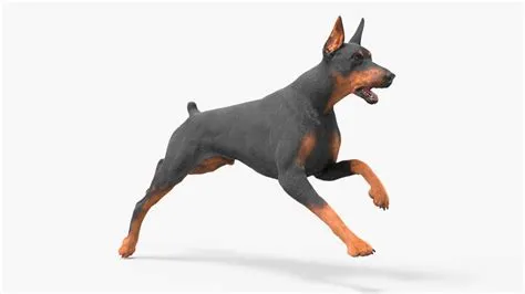 3D Doberman Pinscher Dog Running Fur - TurboSquid 2232759