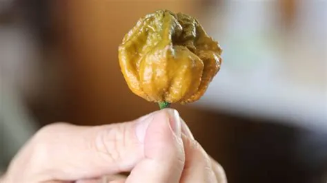 Pepper X named as world's hottest chilli by Guinness World Records ...