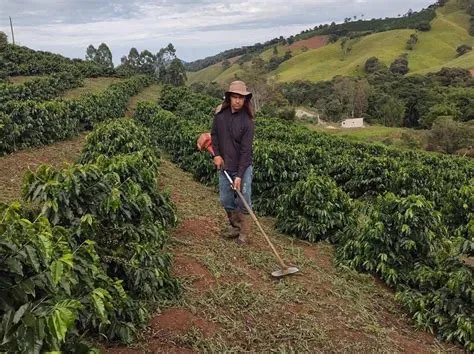Kebun Kopi Robusta