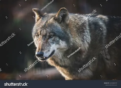 Scary Gray Wolf Images: Browse 1,674 Stock Photos & Vectors Free ...