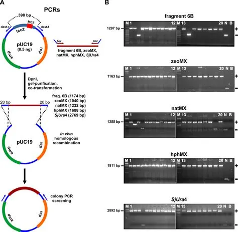 The test of an optimized recombinational cloning protocol. (A) 0.5 ng ...