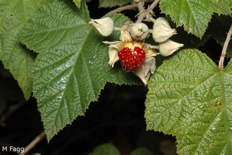 Rubus moluccanus - Australian Native Plants Society (Australia)