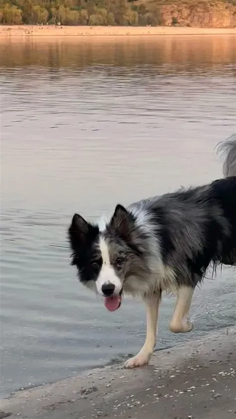 di anora su border collie Jay