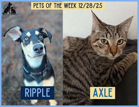 Pets of the Week 12/29/25! Ripple + Axle