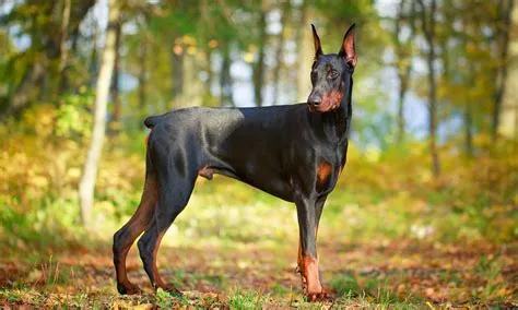 When Is a Doberman Pinscher Fully Grown? Everything You Need To Know ...