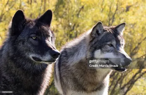 Dark Grey Wolves Grey Wolf
