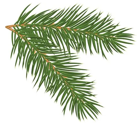 Pine Leaf Clip Art