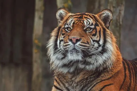 Sumatran Tiger Wallpapers