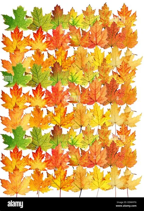 Autumn leaves, collage, (Acer saccharinum) maple leaves Stock Photo - Alamy