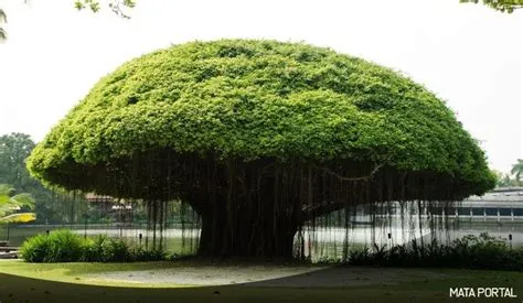Gambar Pohon Rindang : Pin Di Tempat Untuk Dikunjungi : Pohon ...