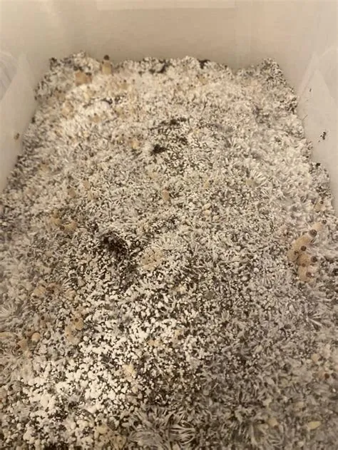 Tidal Wave 1/31/24 Finally see some pins. : r/shroomers