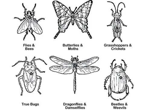 A Guide To Mounting Insects on Pins – ENT 425 – General Entomology