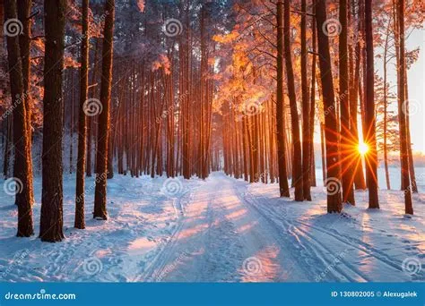 Snow Path in Winter Forest. Evening Sun Shines through Trees. Sun ...