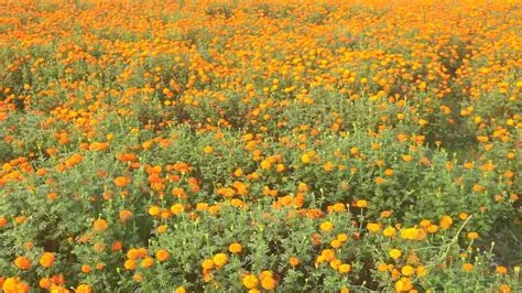 বাংলাদেশের যশোরের সবচেয়ে সুন্দর জায়গা