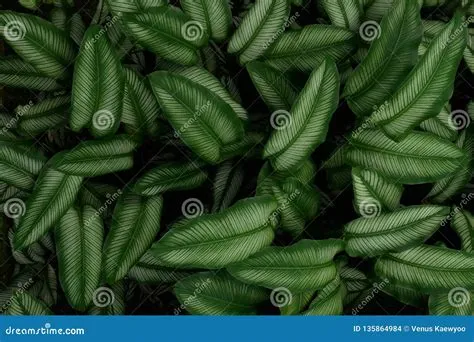 Tropical Green Pin Stripe Calathea Leaves Ornamental Plants Nature Dark ...