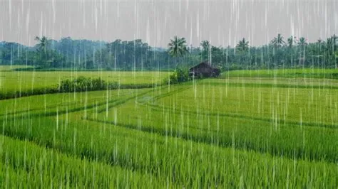 Suara Hujan di Sawah untuk Tidur Nyenyak dan Relaksasi - 10 Jam - YouTube