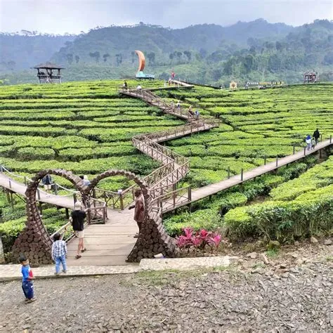 Wisata Alam Menawan Kebun Teh Gunung Gambir Jember Jawa Timur ...