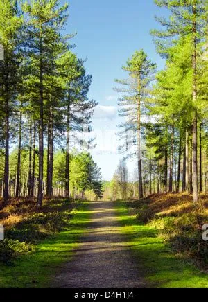 Path in the pine forest Stock Photo - Alamy