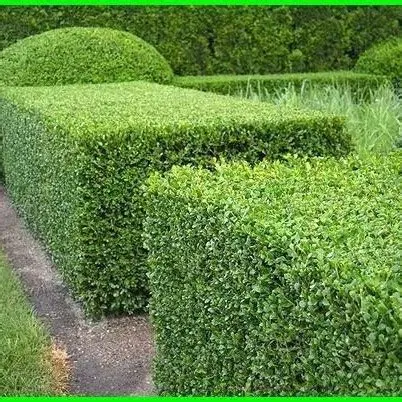 Jual Bibit teh tehan, bibit tanaman pagar teh tehan - Kab. Bogor - CV ...