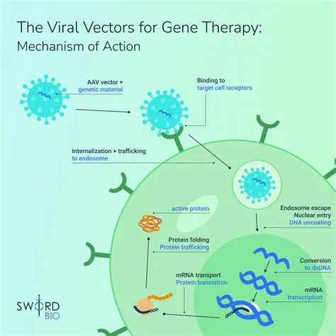 ADA Assays Screening Viral Vectors For Gene Therapy | Sword Bio