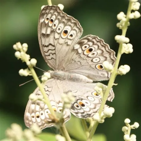 Grey Pansy from Java, Jember, Oost-Java, ID on November 17, 2023 at 02: ...
