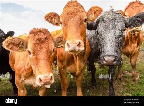 Close up of a herd of young, very curious female cows or heifers ...