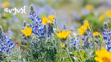 August Summer Wallpaper