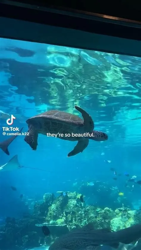 by CCCCCCCC😉😉😉😉 on Quick Saves [Video] | Ocean creatures, Deep sea ...