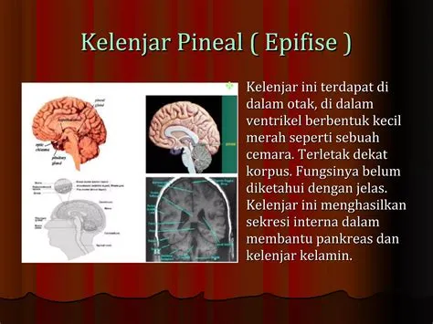 Macam macam jaringan dan kelenjar endokrin | PPT