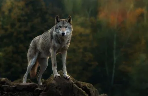 wolf wallpaper nature - hd grey wolf wallpapers hd nature wallpapers ...