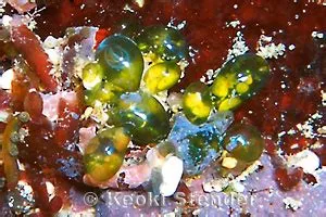 Clustered Sea Grape, Valonia aegagropila