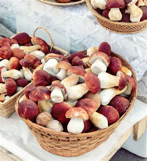 Cèpe des pins : identification, cueillette et conservation