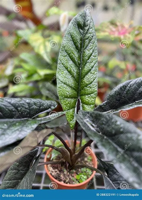 Alocasia Scalprum Plant in a Pot Stock Image - Image of grows, alocasia ...