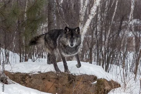 Gray Wolf Jumping
