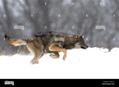 Gray Wolf Running Side View