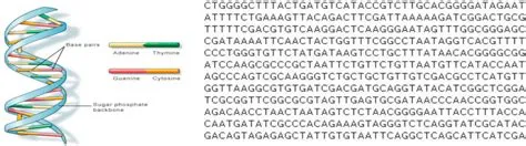 Dna Sequence