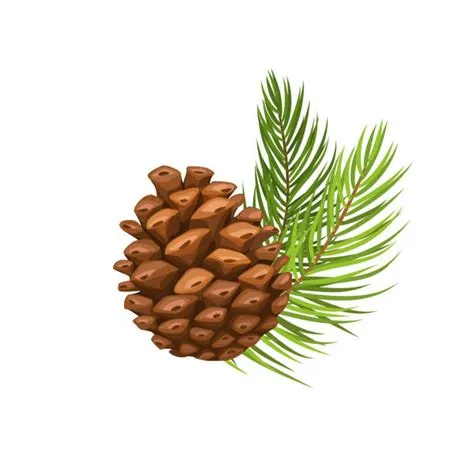 40,300+ Pine Cone Stock Illustrations, Royalty-Free Vector Graphics ...