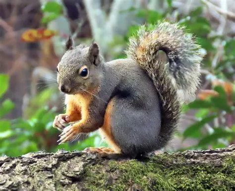 Pine Squirrel | AKA Douglas Squirrel. | Richard Griffin | Flickr