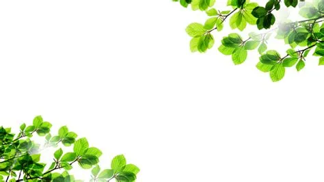 Natural Border PNG Transparent Images Free Download | Vector Files ...