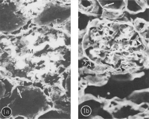 (a) Immunofluorescence microscopy of a 6-pin frozen section through a ...