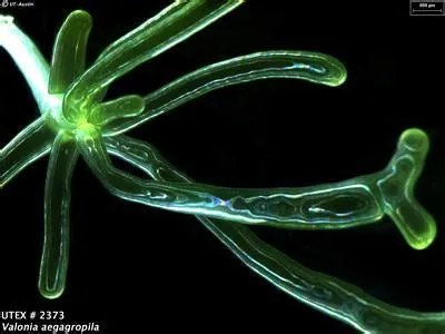 UTEX LB 2373 Valonia aegagropila | UTEX Culture Collection of Algae