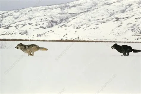 Grey wolves running - Stock Image - Z932/0041 - Science Photo Library
