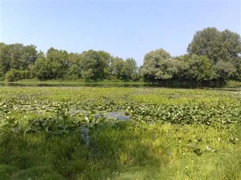 Free photo: Greenery - Field, Green, Landscape - Free Download - Jooinn