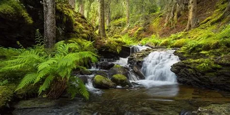 7 Critical tips to master forest photography