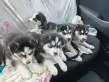 Husky pups looking for a good home TT$2,500 №603163 in North East ...